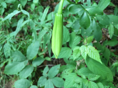 Lilium michauxii