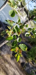 Ulmus pumila