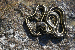 Thamnophis elegans elegans