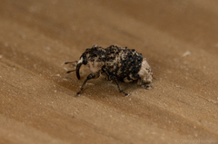 Cryptorhynchus lapathi