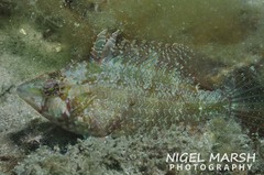 Pteragogus flagellifer