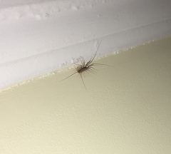 Scutigera coleoptrata