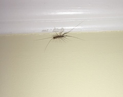Scutigera coleoptrata