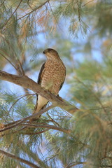 Accipiter cooperii