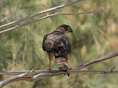 Accipiter cooperii
