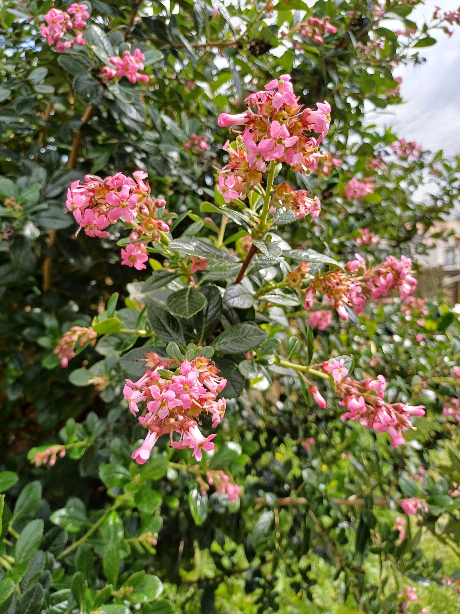 Pink Princess Escallonia (Escallonia ×)