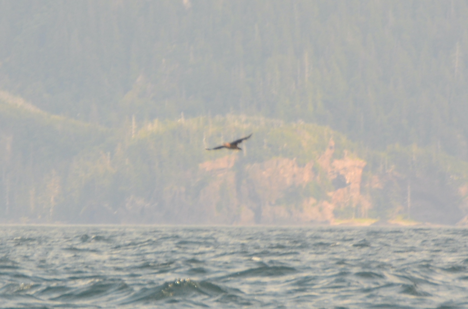 Pomarine Jaeger