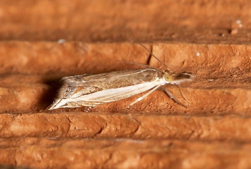 Diminutive Grass-veneer photo 4