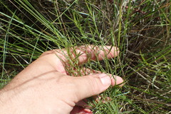 Euthamia gymnospermoides