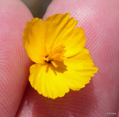 Eschscholzia androuxii