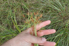 Rhynchospora corniculata