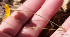 Eschscholzia androuxii