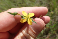 Ludwigia linearis