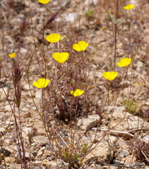 Eschscholzia androuxii