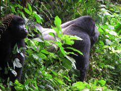 Gorilla beringei beringei