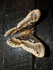 Callosamia angulifera