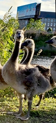 Branta canadensis