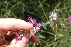 Vernonia texana