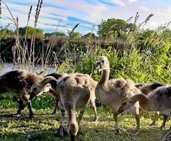 Branta canadensis