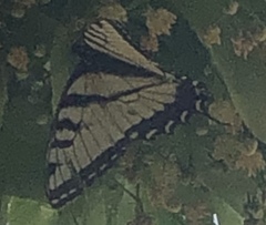 Papilio glaucus