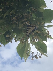 Papilio glaucus