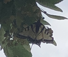 Papilio glaucus
