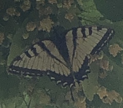 Papilio glaucus