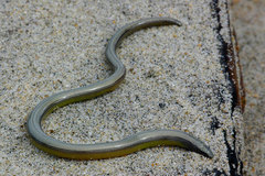 California Legless Lizard photo 4