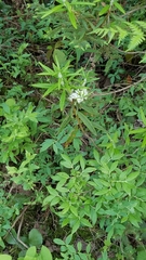 Rhododendron groenlandicum