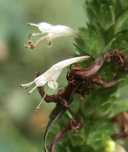 Image of Agastache nepetoides by (c) jonsense, some rights reserved (CC BY)