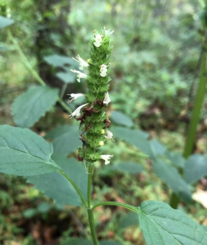 Image of Agastache nepetoides by (c) jonsense, some rights reserved (CC BY)