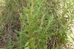 Eupatorium semiserratum