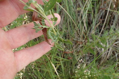 Eupatorium semiserratum