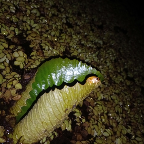 Bailey's Brazillian Tree Frog