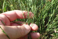 Hypericum drummondii