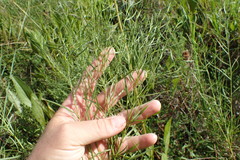 Euthamia gymnospermoides