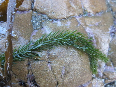 Caulerpa brownii