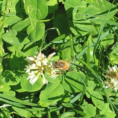 Apis mellifera