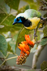Cyanocorax yncas yncas