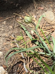 Fritillaria pinetorum