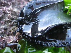 Eatoniella