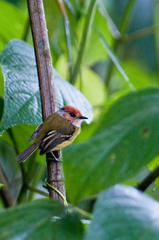 Poecilotriccus ruficeps