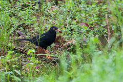 Turdus serranus