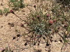 Chaenactis douglasii