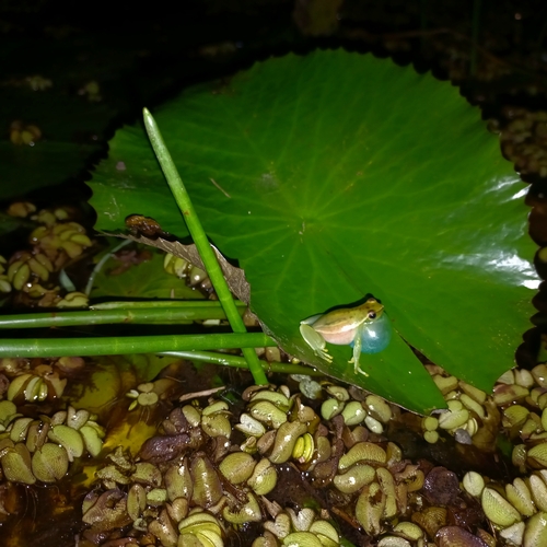 Lime Treefrog, Sphaenorhynchus caramaschii