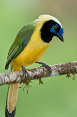 Cyanocorax yncas yncas