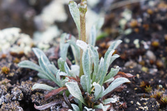 Antennaria friesiana