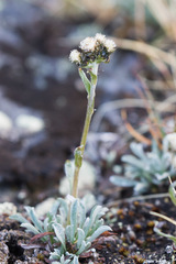 Antennaria friesiana