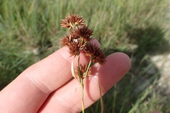 Rhynchospora glomerata