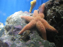 Allostichaster insignis